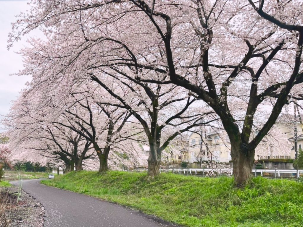 桜見物に寄り道